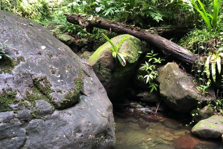 Nealy’s Jungle Rain Forest Tour