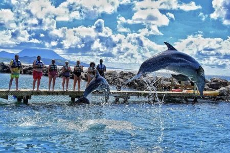 Swim with Dolphins Ocean Safari Adventure